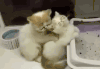 猫咪 搞笑 雷人 按摩 可爱