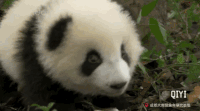 动态图 大熊猫 可爱 国宝 奇一