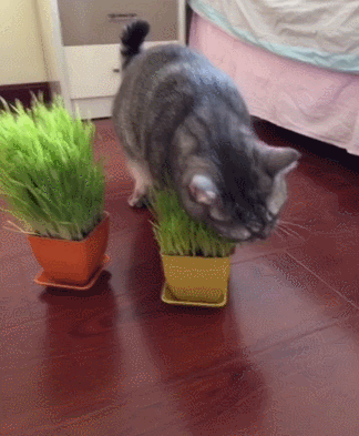 猫咪 植物 花盆 咬掉了 地板