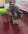 猫咪 植物 花盆 咬掉了 地板