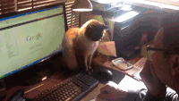 猫咪 鼠标 好玩 玩耍