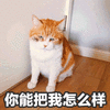 怎么样 猫 来啊 可爱 呆萌
