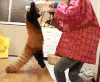 小熊猫 浣熊 秋千 可爱