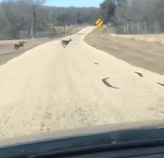 户外 公路 动物 追逐