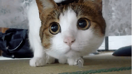 小猫 可爱 大眼睛 硬币