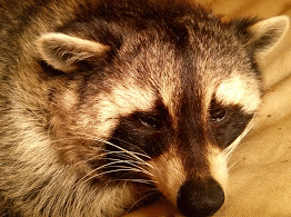 浣熊 raccoon 打哈欠 昏昏欲睡 没睡醒