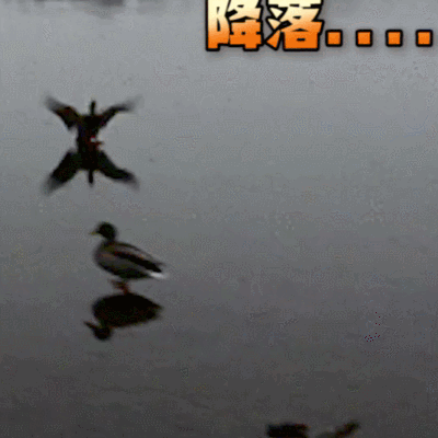 鸟 滑翔 降落 水上漂