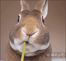 兔子 吃 菊花 逗比
