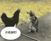 小鸡喔喔啼