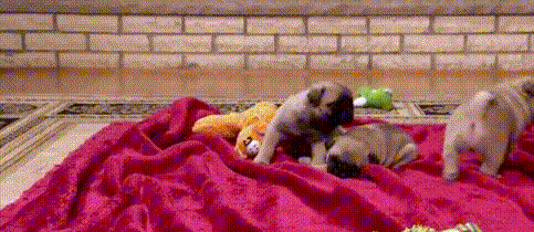 狗宝宝 毯子 毛绒玩具  玩耍