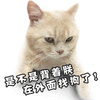 朕 猫 狗 生气 搞怪 可爱
