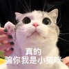 萌宠 猫星人 真的 骗你我是小猫咪 呆萌 逗