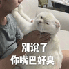 萌宠 猫咪 猫 别说了 你嘴巴好臭 拒绝