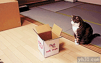 无聊的小猫 向盒子里 翻跟头 可爱