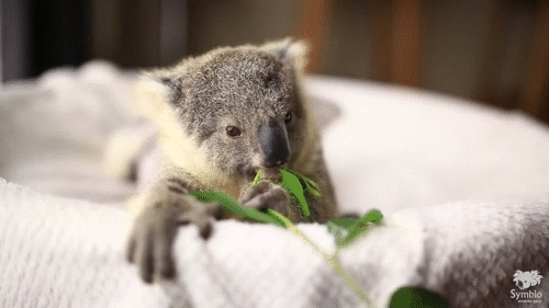 考拉 宝宝 吃吃吃 萌化了 动物 koala