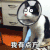 猫咪 可爱 萌宠 我有点方
