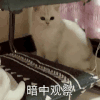 萌宠 喵星人 暗中观察 偷看 可爱 呆萌