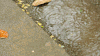 大自然 雨水 下雨 树叶