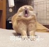 萌宠 喵星人 啊啊啊啊啊 大声叫喊 活泼 搞怪