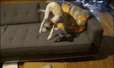 狗狗 沙发 摔跤 搞笑