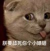 猫咪 伸舌头 朕要舔死 你个小婊砸 邪恶