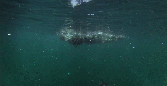 珊瑚 海洋 海豚 猎杀