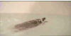 刺猬 游泳 可爱 萌