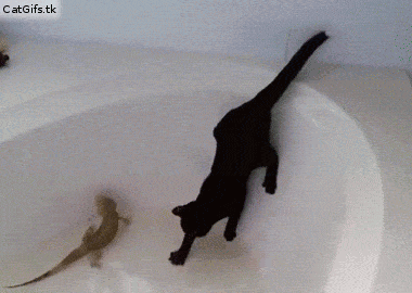 浴缸 猫咪 蜥蜴 怕水