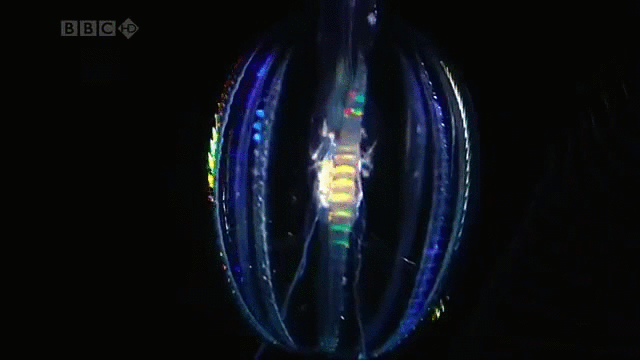 水母 jellyfish