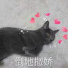萌宠 猫星人 倒地撒娇 不起来了 呆萌 可爱