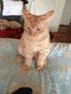 搞笑 喵星人