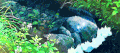 唯美意境 风景 树木 流水