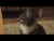 小猫 猫 P 猫 宠物 猫的GIF 猫的GIF 小猫 小猫GIF 猫的GIF 小猫GIF 猫宝宝 小猫