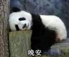 晚安 熊猫 趴着 睡觉
