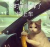 萌宠 猫星人 没时间解释了 快上车 呆萌 可爱