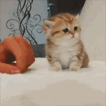 小猫 观看 伸舌头 可爱