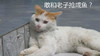 猫咪 抢咸鱼 喵星人 搞笑
