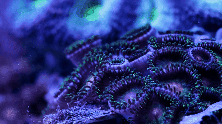 珊瑚 紫色 漂亮 大海