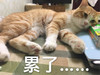 萌宠 喵星人 累了 躺着 呆萌 可爱