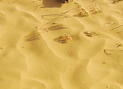 沙漠 刺猬 爬 黄沙