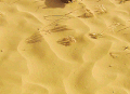 沙漠 刺猬 爬 黄沙