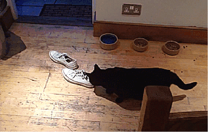 猫咪 尾巴 布鞋 地板