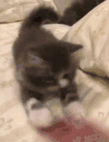 小猫 调皮 萌萌哒 玩耍