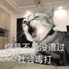 萌宠 喵星人 你是不是没遭过社会的毒打 凶巴巴 呆萌 可爱
