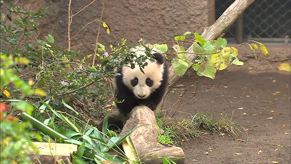 熊猫 独木桥 萌化了 天然呆 动物 panda