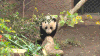 熊猫 独木桥 萌化了 天然呆 动物 panda