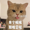 萌宠 猫星人 亲个嘴嘴 别难受啦 呆萌 可爱