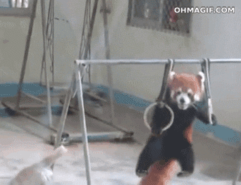 小熊猫 享受 满足 逗比