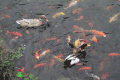 河水 鲤鱼 鸭子 游泳