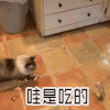 soogif soogif出品 猫 哇是吃的